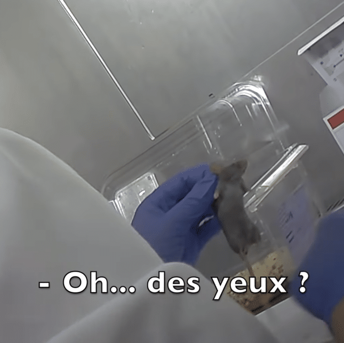rongeurs